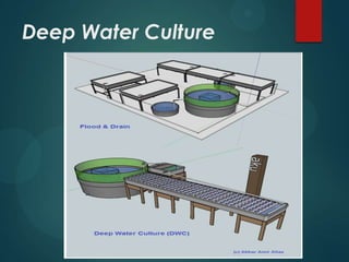 Deep Water Culture
 