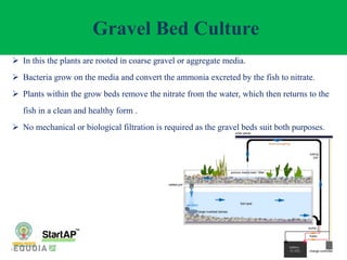 Gravel Bed Culture
 In this the plants are rooted in coarse gravel or aggregate media.
 Bacteria grow on the media and c...