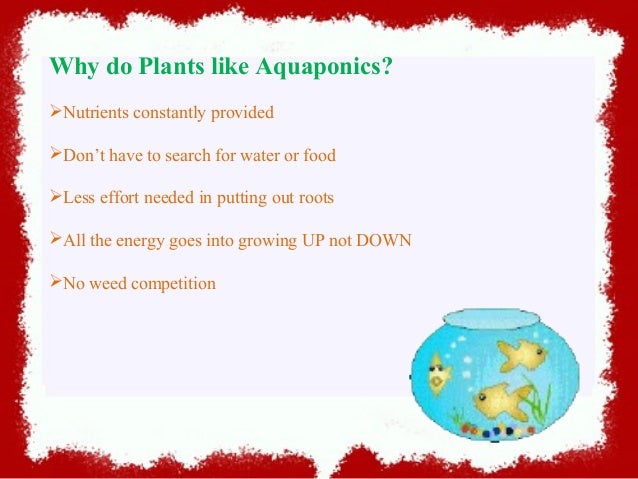 aquaponics - combined fish and vegetable farming