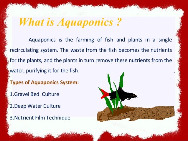 aquaponics - combined fish and vegetable farming