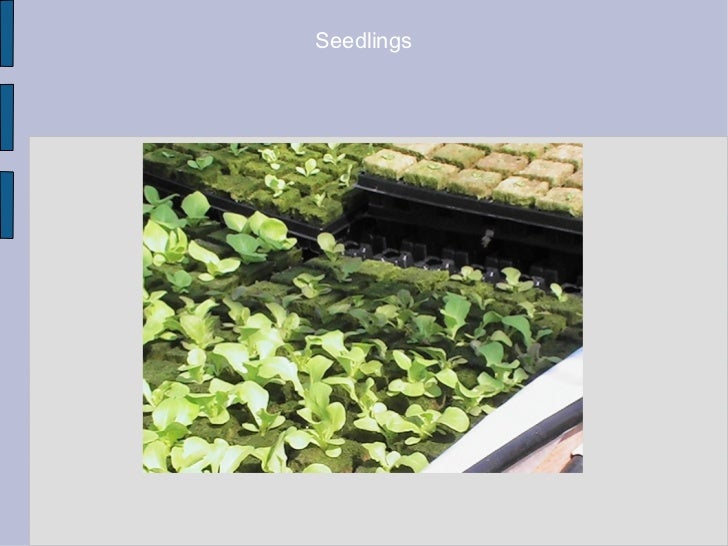 aquaponics food factories