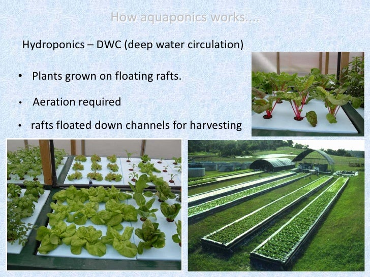 Aquaponics and Renewable Energy