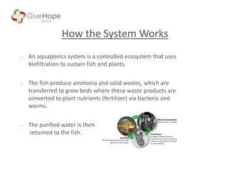How the System Works
• An aquaponics system is a controlled ecosystem that uses
biofiltration to sustain fish and plants.
• The fish produce ammonia and solid wastes, which are
transferred to grow beds where these waste products are
converted to plant nutrients (fertilizer) via bacteria and
worms.
• The purified water is then
returned to the fish.
 
