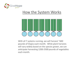 How the System Works
With all 7 systems running, we will harvest ~600
pounds of tilapia each month. While plant harvests
will vary widely based on the species grown, we can
anticipate harvesting 1200-2500 pounds of vegetables
each month.
 
