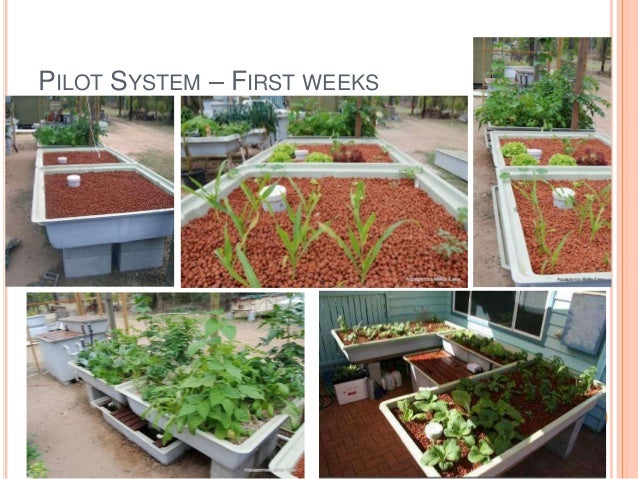 Aquaponic Food Production