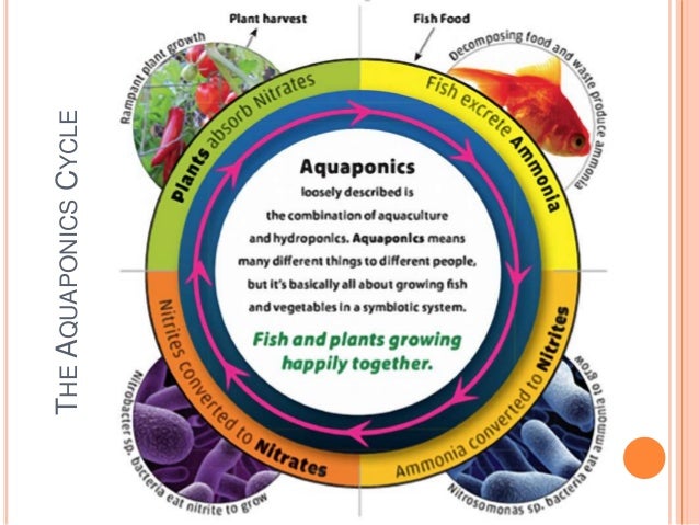Aquaponic Food Production