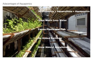 Aquaponics Final Presentation