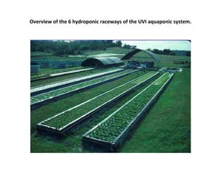 Overview of the 6 hydroponic raceways of the UVI aquaponic system.
 