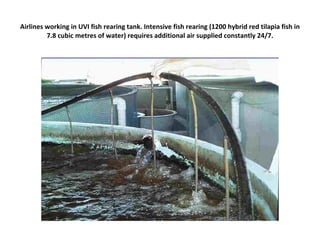 Airlines working in UVI fish rearing tank. Intensive fish rearing (1200 hybrid red tilapia fish in
         7.8 cubic metres of water) requires additional air supplied constantly 24/7.
 