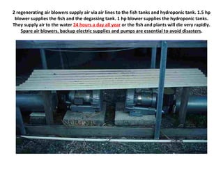 2 regenerating air blowers supply air via air lines to the fish tanks and hydroponic tank. 1.5 hp
 blower supplies the fish and the degassing tank. 1 hp blower supplies the hydroponic tanks.
They supply air to the water 24 hours a day all year or the fish and plants will die very rapidly.
    Spare air blowers, backup electric supplies and pumps are essential to avoid disasters.
 
