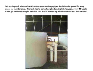 Fish rearing tank inlet and tank harvest water drainage pipes. Buried under gravel for easy
access for maintenance. The tank has to be half emptied during fish harvests, every 24 weeks
as fish get to market weight and size. This makes harvesting with hand-held nets much easier.
 
