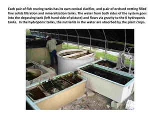 Each pair of fish rearing tanks has its own conical clarifier, and p.air of orchard netting filled
fine solids filtration and mineralization tanks. The water from both sides of the system goes
into the degassing tank (left hand side of picture) and flows via gravity to the 6 hydroponic
tanks. In the hydroponic tanks, the nutrients in the water are absorbed by the plant crops.
 