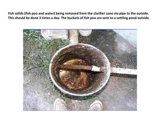 Fish solids (fish poo and water) being removed from the clarifier cone via pipe to the outside.
This should be done 3 times a day. The buckets of fish poo are sent to a settling pond outside.
 