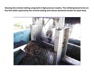 Cleaning the orchard netting using built in high pressure nozzles. The nitrifying bacteria live on
fine fish solids captured by the orchard netting and release dissolved nitrates for plant feed.
 