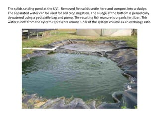 The solids settling pond at the UVI. Removed fish solids settle here and compost into a sludge.
The separated water can be used for soil crop irrigation. The sludge at the bottom is periodically
dewatered using a geotextile bag and pump. The resulting fish manure is organic fertilizer. This
water runoff from the system represents around 1.5% of the system volume as an exchange rate.
 
