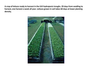 A crop of lettuce ready to harvest in the UVI hydroponic troughs. 29 days from seedling to
harvest, one harvest a week all year. Lettuce grown in soil takes 60 days at lower planting
density.
 