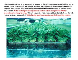 Floating raft with crop of lettuce ready to harvest at the UVI. Floating rafts can be lifted out to
harvest crops. Floating rafts are painted white on the upper surface to reflect solar radiation
upwards. This deflects heat from the water and the raft seals the raceway to prevent water
evaporation. Water exchange in this aquaponics system is 1.5% compared to 90% for
conventional soil crop farming. This is because the water is sealed in and shaded, and the fish
rearing tanks are also shaded. 98% of water used is constantly recycled round the system.
 