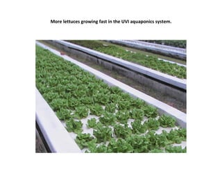 More lettuces growing fast in the UVI aquaponics system.
 