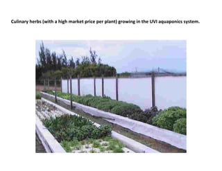 Culinary herbs (with a high market price per plant) growing in the UVI aquaponics system.
 