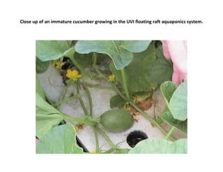 Close up of an immature cucumber growing in the UVI floating raft aquaponics system.
 