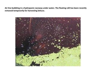 Air line bubbling in a hydroponic raceway under water. The floating raft has been recently
removed temporarily for harvesting lettuce.
 
