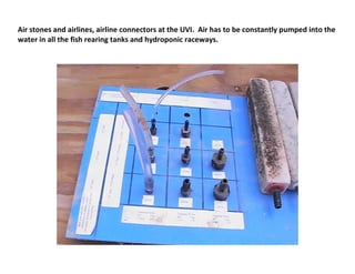Air stones and airlines, airline connectors at the UVI. Air has to be constantly pumped into the
water in all the fish rearing tanks and hydroponic raceways.
 