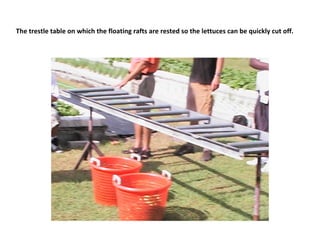 The trestle table on which the floating rafts are rested so the lettuces can be quickly cut off.
 