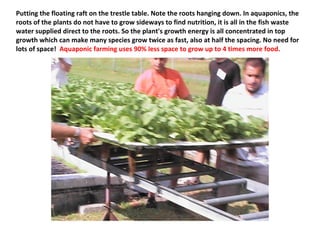 Putting the floating raft on the trestle table. Note the roots hanging down. In aquaponics, the
roots of the plants do not have to grow sideways to find nutrition, it is all in the fish waste
water supplied direct to the roots. So the plant's growth energy is all concentrated in top
growth which can make many species grow twice as fast, also at half the spacing. No need for
lots of space! Aquaponic farming uses 90% less space to grow up to 4 times more food.
 