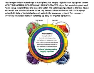 The nitrogen cycle in water helps fish and plants live happily together in an aquaponic system
NITRIFYING BACTERIA, NITROSOMONAS AND NITROBACTER, digest fish waste into plant food.
Plants eat up the plant food and clean the water. The water is pumped back to the fish. Round
and round. The only input is FISH FOOD, tiny amounts of trace minerals and a little top-up
water (1.5% daily of the total volume of water in the aquaponic system). This compares
favourably with around 90% of water top-up daily for irrigated agriculture.
 