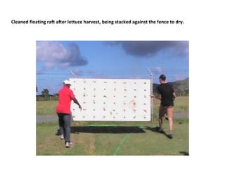 Cleaned floating raft after lettuce harvest, being stacked against the fence to dry.
 