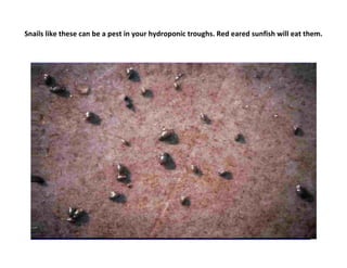 Snails like these can be a pest in your hydroponic troughs. Red eared sunfish will eat them.
 