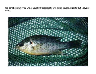 Red eared sunfish living under your hydroponic rafts will eat all your snail pests, but not your
plants.
 