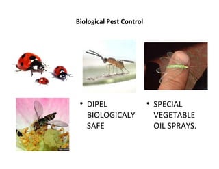 Biological Pest Control




 
     DIPEL                
                              SPECIAL
     BIOLOGICALY              VEGETABLE
     SAFE                     OIL SPRAYS.
 