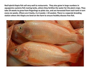 Red hybrid tilapia fish sell very well to restaurants. They also grow in large numbers in
aquaponics systems fish rearing tanks, where they fertilize the water for the plant crops. They
take 24 weeks to grow from fingerlings to plate size, and are harvested from each tank in turn
every six weeks. (There are 4 tanks, 4 x 6 weeks = 24 weeks). There is a separate breeding
station where the tilapia are bred on the farm to ensure healthy disease free fish.
 