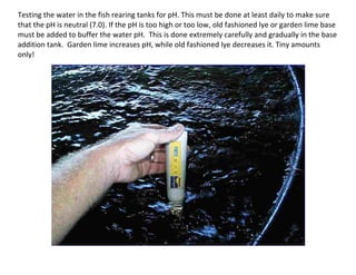 Testing the water in the fish rearing tanks for pH. This must be done at least daily to make sure
that the pH is neutral (7.0). If the pH is too high or too low, old fashioned lye or garden lime base
must be added to buffer the water pH. This is done extremely carefully and gradually in the base
addition tank. Garden lime increases pH, while old fashioned lye decreases it. Tiny amounts
only!
 
