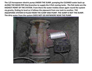 The 1/2 horsepower electric pump UNDER THE SUMP, pumping the CLEANED water back up
ALONG THE MAIN PIPE that branches to supply the 4 fish rearing tanks. The fish tanks are the
HIGHEST POINT OF THE SYSTEM. From there the water trickles down again round the system
via gravity, finding its level as it follows the pipework from one tank to another. THE
AQUAPONIC SYSTEM IS FILLED FROM THE SUMP AND PUMP. THE SUMP IS NOT THE DUMP.
The dirty water from the system DOES NOT GO ANYWHERE NEAR THE PUMP.
 