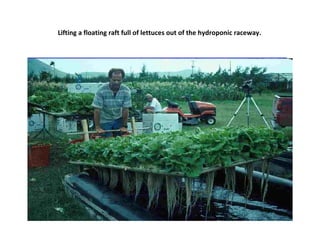 Lifting a floating raft full of lettuces out of the hydroponic raceway.
 