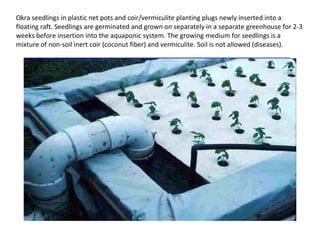 Okra seedlings in plastic net pots and coir/vermiculite planting plugs newly inserted into a
floating raft. Seedlings are germinated and grown on separately in a separate greenhouse for 2-3
weeks before insertion into the aquaponic system. The growing medium for seedlings is a
mixture of non-soil inert coir (coconut fiber) and vermiculite. Soil is not allowed (diseases).
 