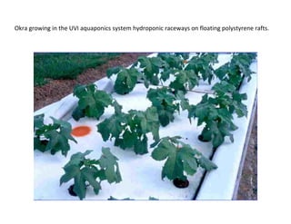 Okra growing in the UVI aquaponics system hydroponic raceways on floating polystyrene rafts.
 