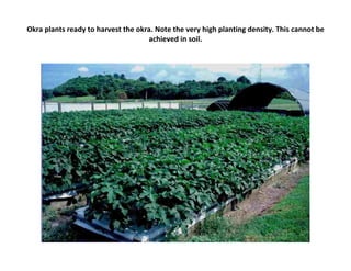 Okra plants ready to harvest the okra. Note the very high planting density. This cannot be
                                    achieved in soil.
 