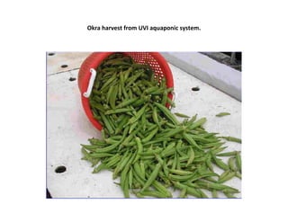 Okra harvest from UVI aquaponic system.
 