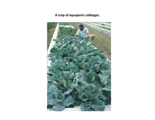 A crop of aquaponic cabbages.
 