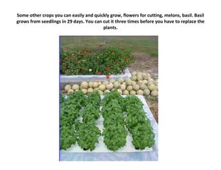 Some other crops you can easily and quickly grow, flowers for cutting, melons, basil. Basil
grows from seedlings in 29 days. You can cut it three times before you have to replace the
                                         plants.
 