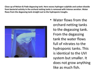 Close up of Nelson & Pade degassing tank. Here excess hydrogen sulphide and carbon dioxide
from bacterial activity in the orchard netting tanks is removed with intense aeration. Water
flows from the degassing tank straight out to the hydroponic troughs.


                                                 
                                                     Water flows from the
                                                     orchard netting tanks
                                                     to the degassing tank.
                                                     From the degassing
                                                     tank the water flows
                                                     full of nitrates to the
                                                     hydroponic tanks. This
                                                     is identical to the UVI
                                                     system but smaller. It
                                                     does not grow anything
                                                     like as much fish.
 
