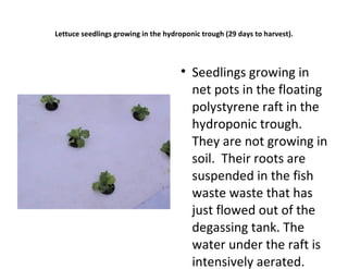 Lettuce seedlings growing in the hydroponic trough (29 days to harvest).



                                      
                                          Seedlings growing in
                                          net pots in the floating
                                          polystyrene raft in the
                                          hydroponic trough.
                                          They are not growing in
                                          soil. Their roots are
                                          suspended in the fish
                                          waste waste that has
                                          just flowed out of the
                                          degassing tank. The
                                          water under the raft is
                                          intensively aerated.
 