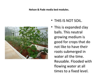 Nelson & Pade media bed modules.


                 
                     THIS IS NOT SOIL.
                 
                     This is expanded clay
                     balls. This neutral
                     growing medium is
                     good for crops that do
                     not like to have their
                     roots submerged in
                     water all the time.
                     Reusable. Flooded with
                     flowing water at all
                     times to a fixed level.
 