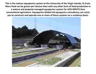 This is the mature aquaponics system at the University of the Virgin Islands, St Croix.
More food can be grown per hectare than with any other form of food production in
      a mature and properly managed aquaponics system for LESS INPUTS than
 conventional agriculture. Aquaponics Global Ltd aquaponics consultancy can assist
  you to construct and operate one or more of these systems on a residency basis.
 