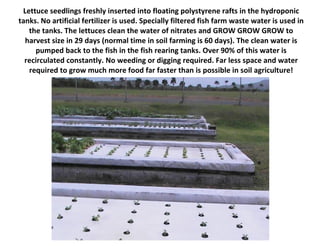 Lettuce seedlings freshly inserted into floating polystyrene rafts in the hydroponic
tanks. No artificial fertilizer is used. Specially filtered fish farm waste water is used in
   the tanks. The lettuces clean the water of nitrates and GROW GROW GROW to
  harvest size in 29 days (normal time in soil farming is 60 days). The clean water is
     pumped back to the fish in the fish rearing tanks. Over 90% of this water is
  recirculated constantly. No weeding or digging required. Far less space and water
   required to grow much more food far faster than is possible in soil agriculture!
 