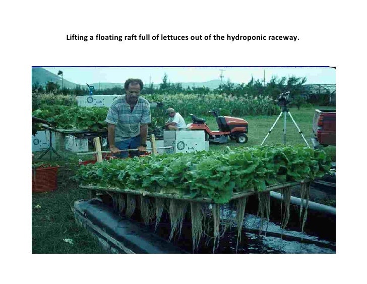 aquaponics forhainan3