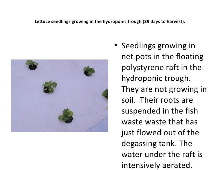 aquaponics forhainan3